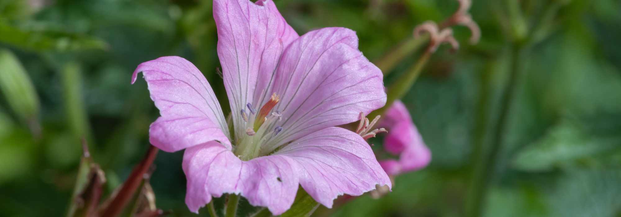 9 hardy geraniums with pink flowers