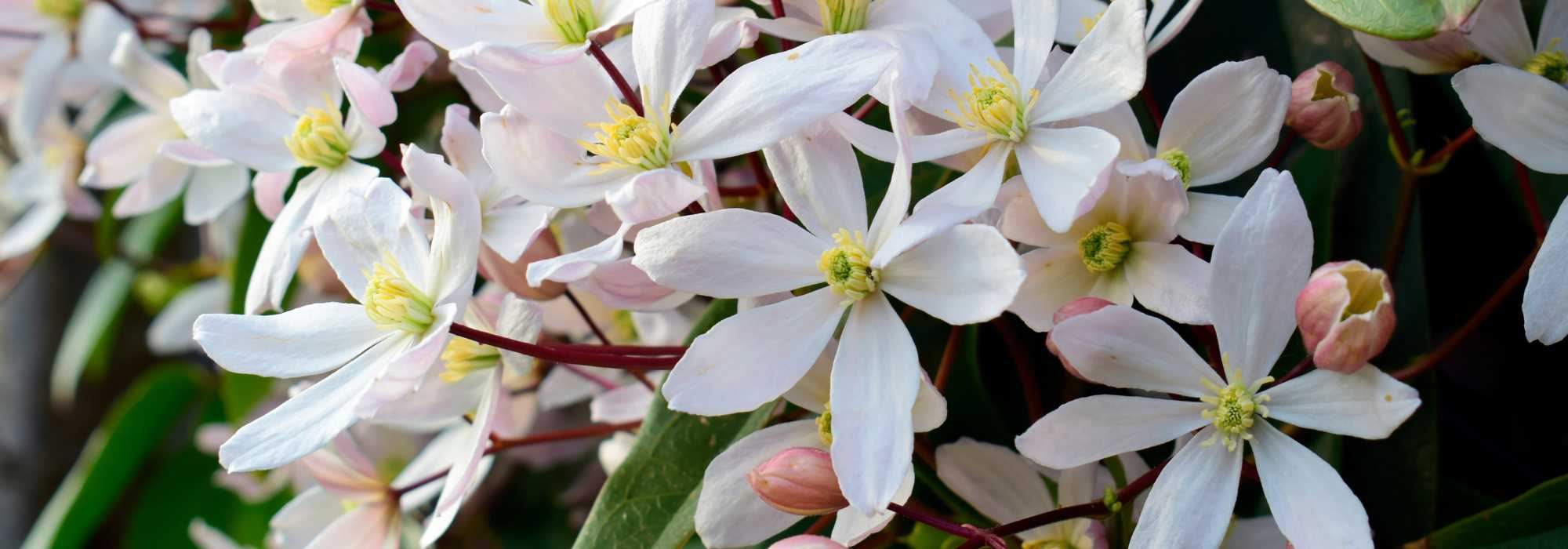 9 climbing plants with early spring flowering