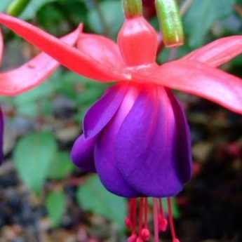 Fuchsia Standard: Pruning and Care
