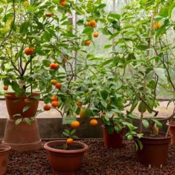 How to plant or repot a citrus tree in a pot?