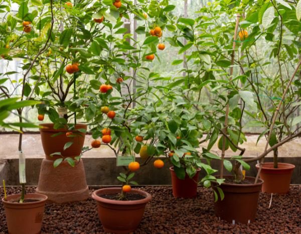 How to plant or repot a citrus tree in a pot?