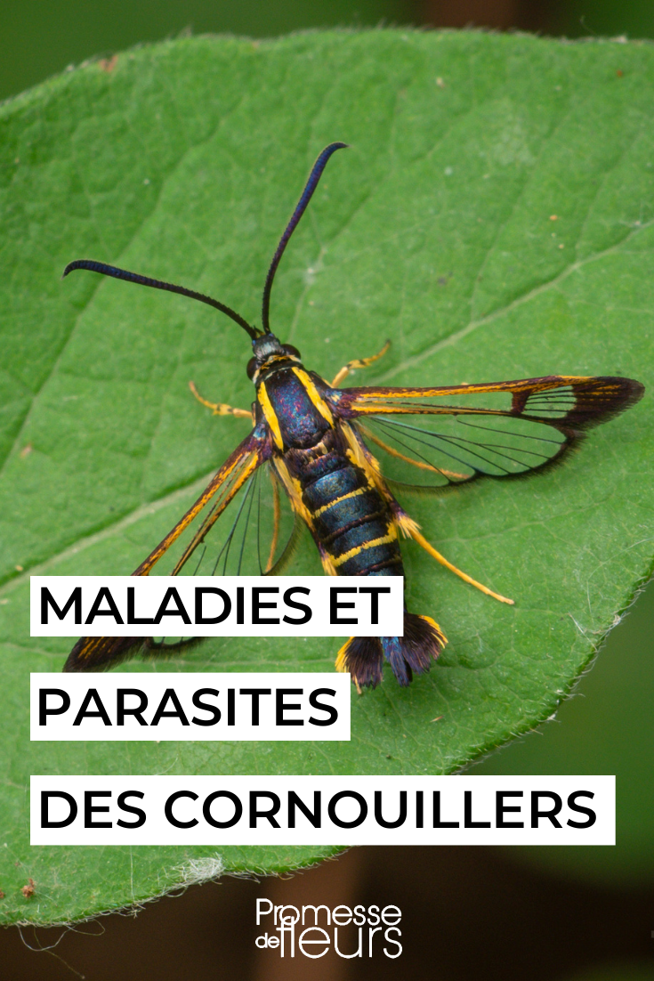 Diseases and pests of Cornus or dogwoods Synanthedon scitula (Thomas Shahan - wikimedia)