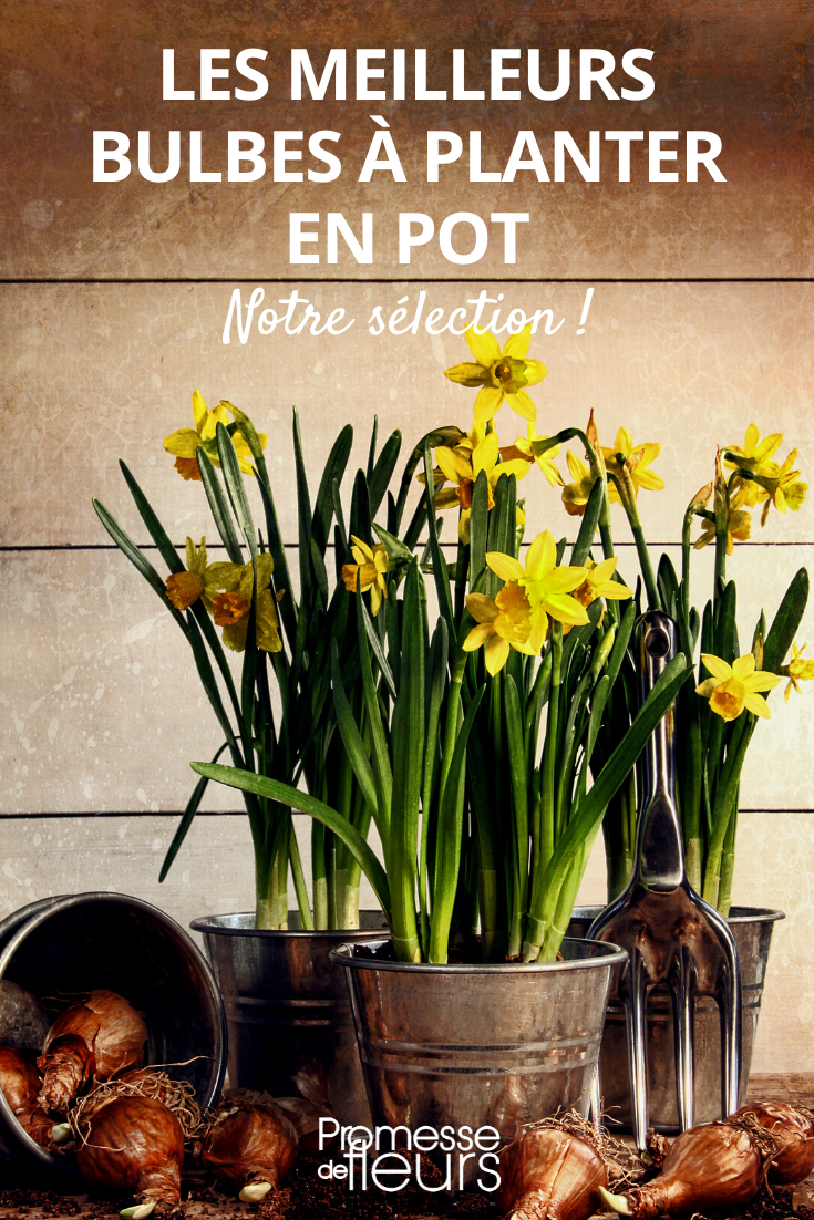 The best bulbs to plant in pots Bulb Plants for Pots, Planters, Containers