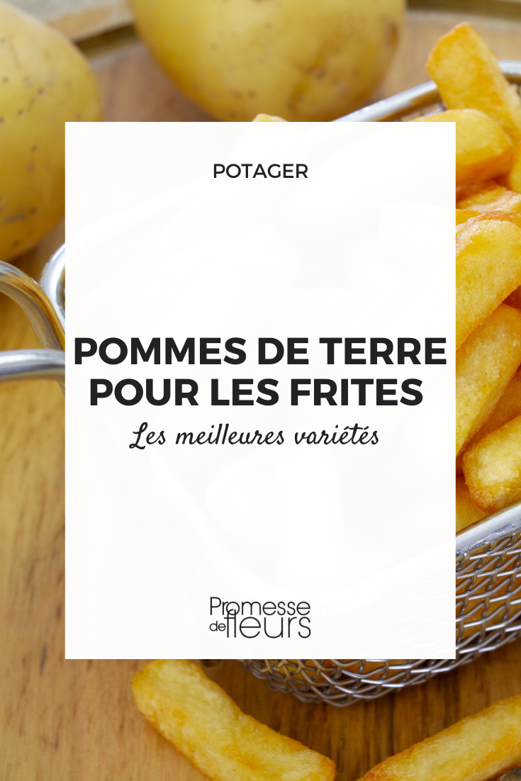 Potatoes for chips Potato varieties for making chips