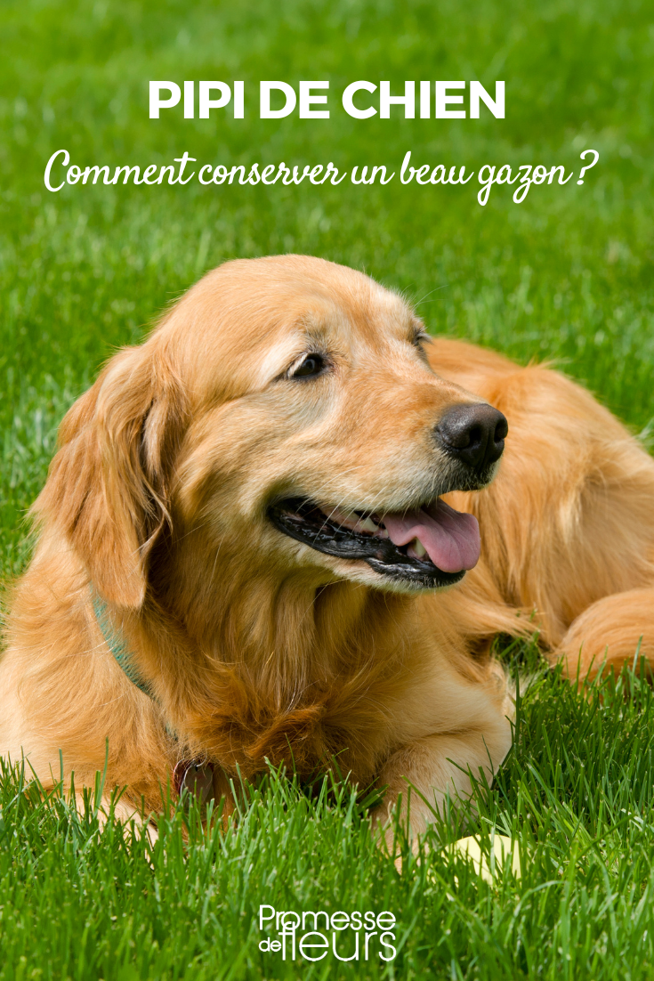 Short grass meadow and dog pee: how to maintain a beautiful lawn Short grass meadow and dog