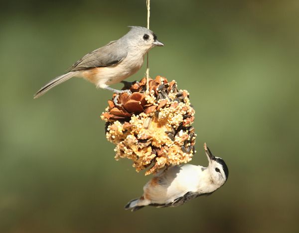How to make bird seed balls with a pine cone