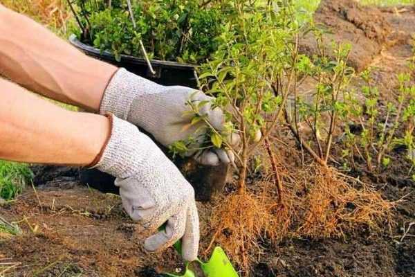 Planting boxwoods as bare-root young plants