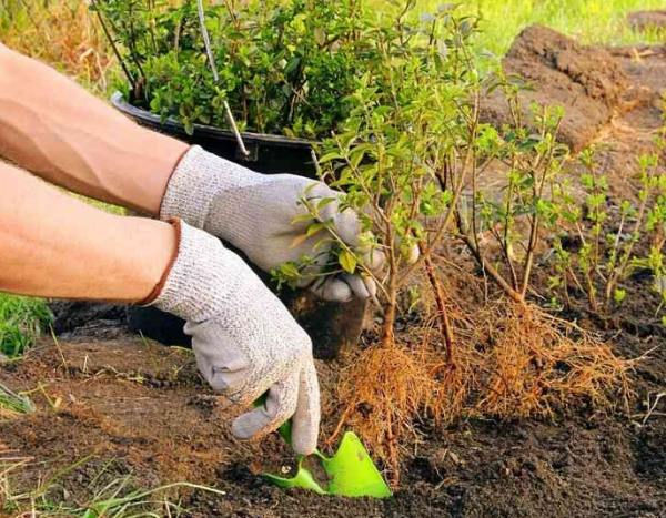 Planting bare-root boxwood