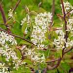 How to prune a serviceberry?