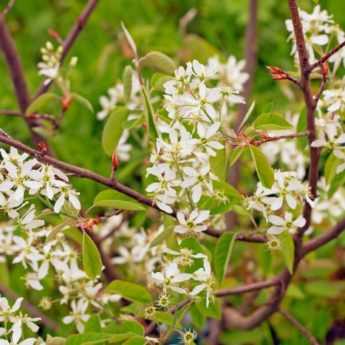 How to prune a serviceberry?