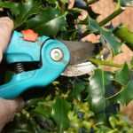 How to prune a holly?
