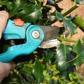 How to prune a holly?