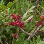 Pistachio, Pistacia: planting and care