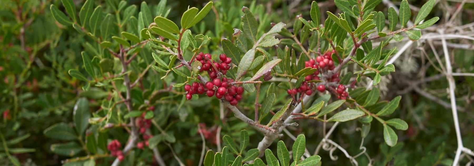 Pistachio, Pistacia: planting and care