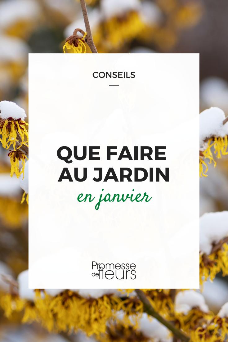In January, it's time to prepare your garden for the upcoming season. Here are a few tasks you can do:
- **Pruning**: Trim back any dead or overgrown branches on trees and shrubs.
- **Cleaning**: Remove any debris, fallen leaves, and weeds to keep your garden tidy.
- **Planning**: Start planning your garden layout for the year, including what plants you want to grow and where.
- **Sowing**: Some early vegetables like {glossary} can be sown indoors to get a head start.
- **Maintenance**: Check your gardening tools and equipment, and clean and sharpen them if needed.
- **Protection**: If frost is forecasted, protect delicate plants with fleece or cloches.
By taking care of these tasks in January, you'll set the stage for a successful gardening season ahead. Gardening tasks for January