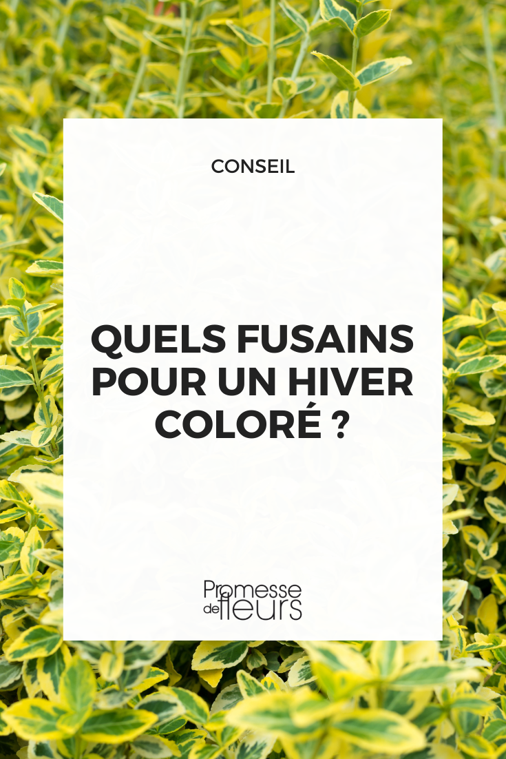 Which Spindles for a Colourful Winter Euonymus japonicus 'Aureus' Japanese Spindle