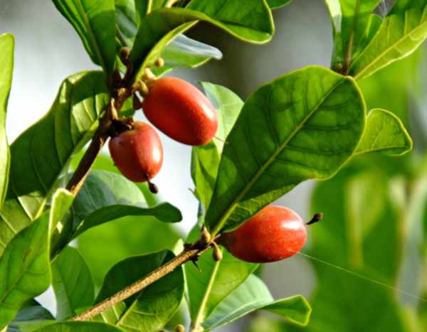 Synsepalum dulcificum or "miracle fruit": surprising red berries!