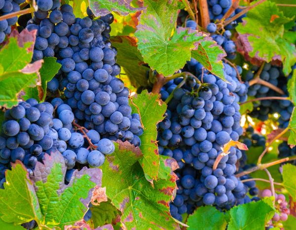 Grapevine pruning: an essential practice for abundant grapes