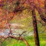 Taxodium: Planting, Growing and Care