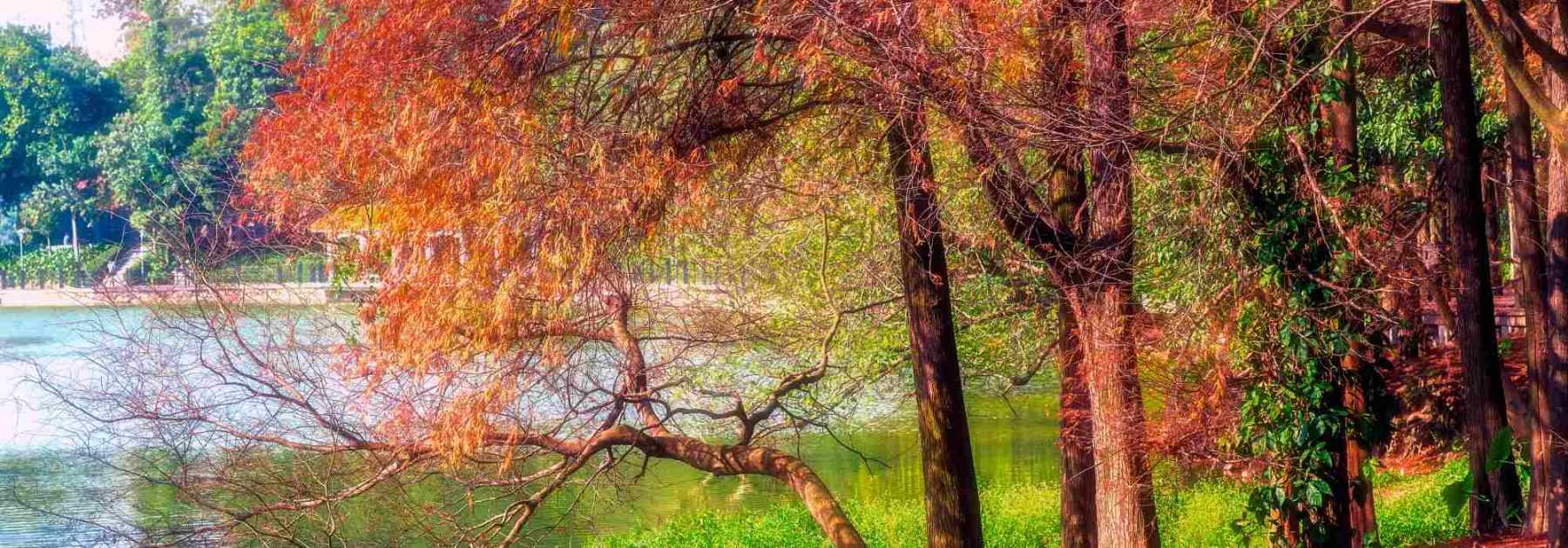Taxodium: Planting, Growing and Care