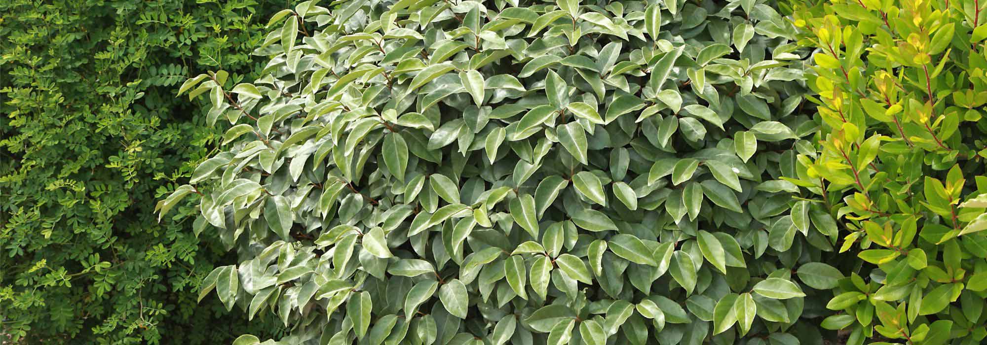 Associate the Eleagnus