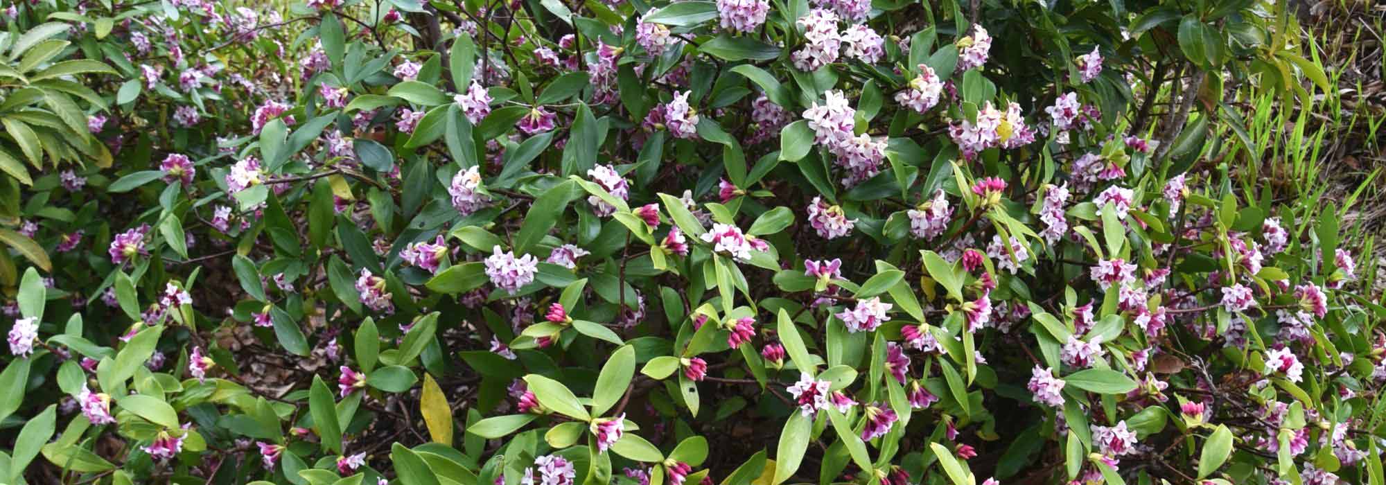 Associate the Daphne