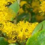 Growing Azara in pots