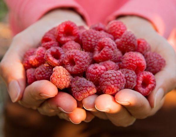 20 raspberry bushes put to the test: our top 5!