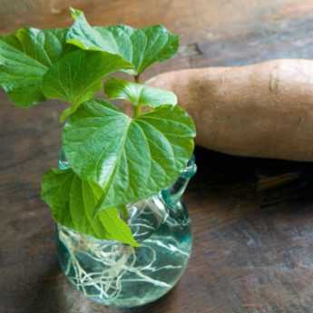 How to sprout and take cuttings from sweet potatoes?