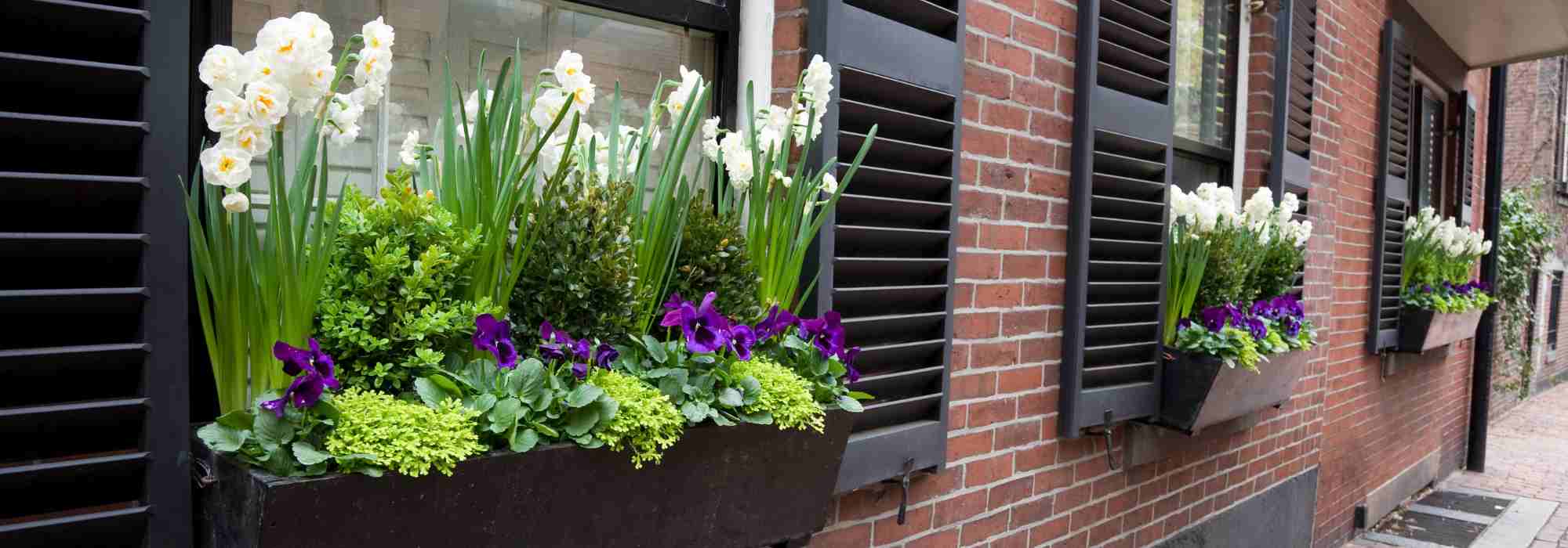 The best bulbs to plant in pots