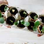 How to do your sowing in eggshells?