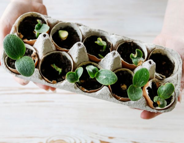 How to do your sowing in eggshells?