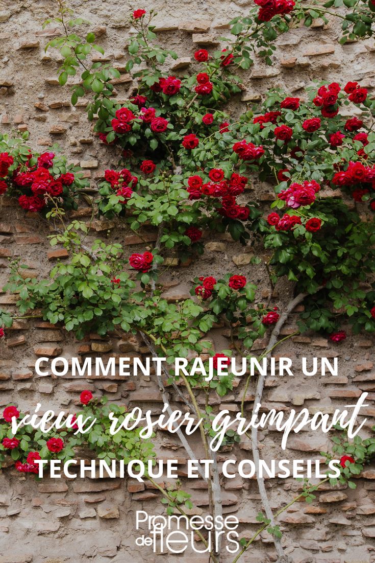 How to rejuvenate an old climbing rose, prune old rose, climbing rose pruning