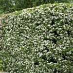 How to prune hawthorn?
