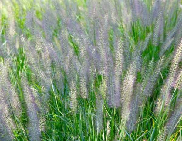 How to divide Pennisetum?