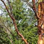 A beautiful garden even in winter