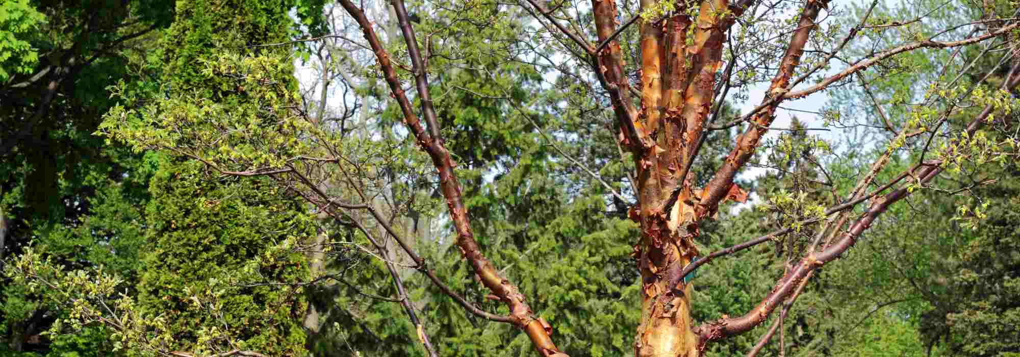 A beautiful garden even in winter