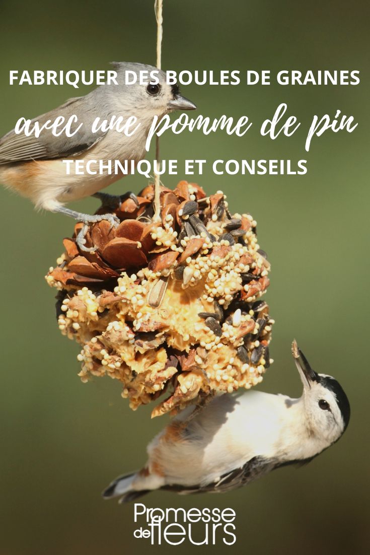 Making seed balls with a pine cone