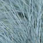 8 fescues for groundcover or border edging