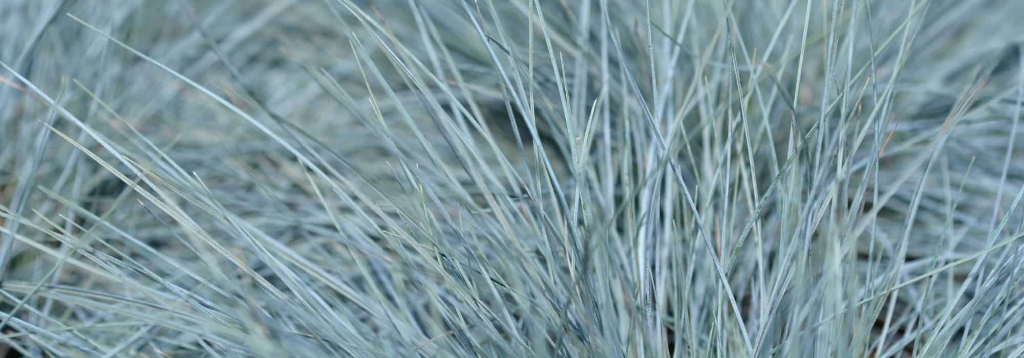 8 fescues for groundcover or border edging