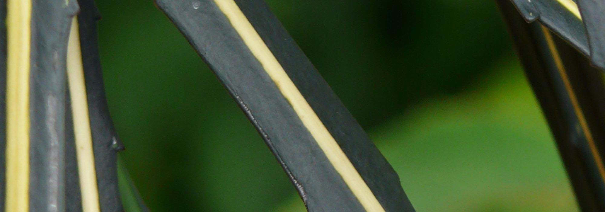 Choosing a Pseudopanax