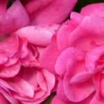 Which roses for a bank?