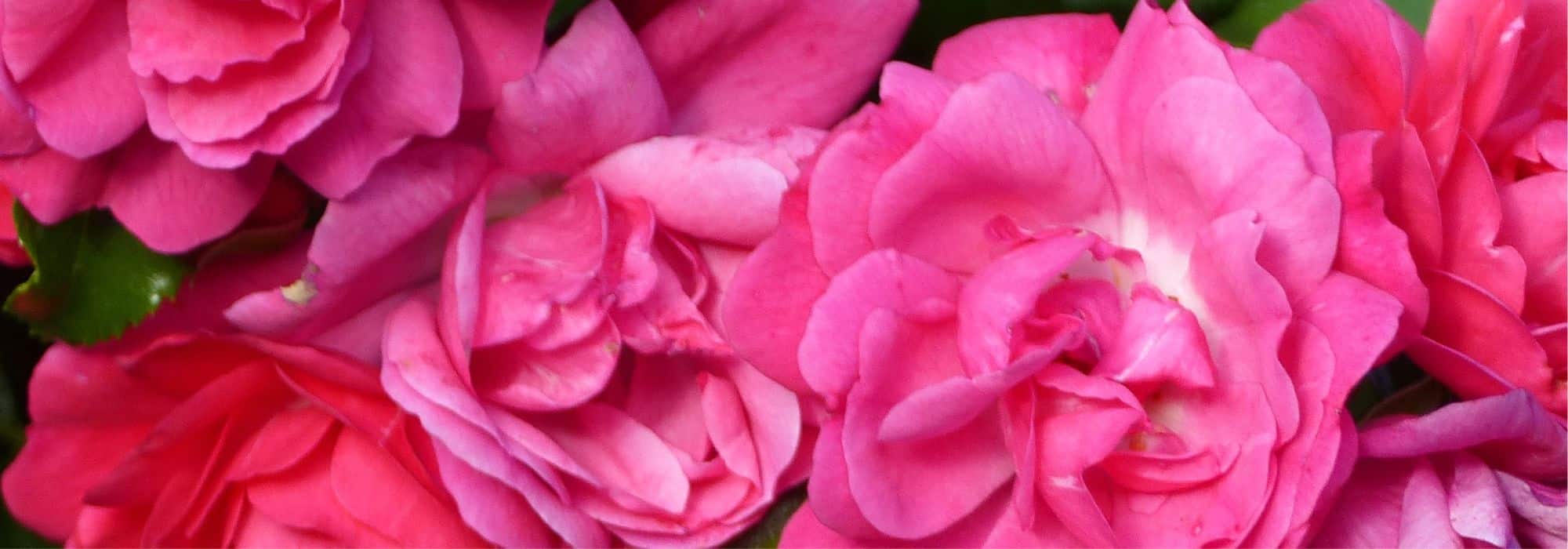 Which roses for a bank?