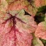 Evergreen groundcovers with decorative foliage