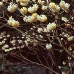 6 bushes for late winter flowering