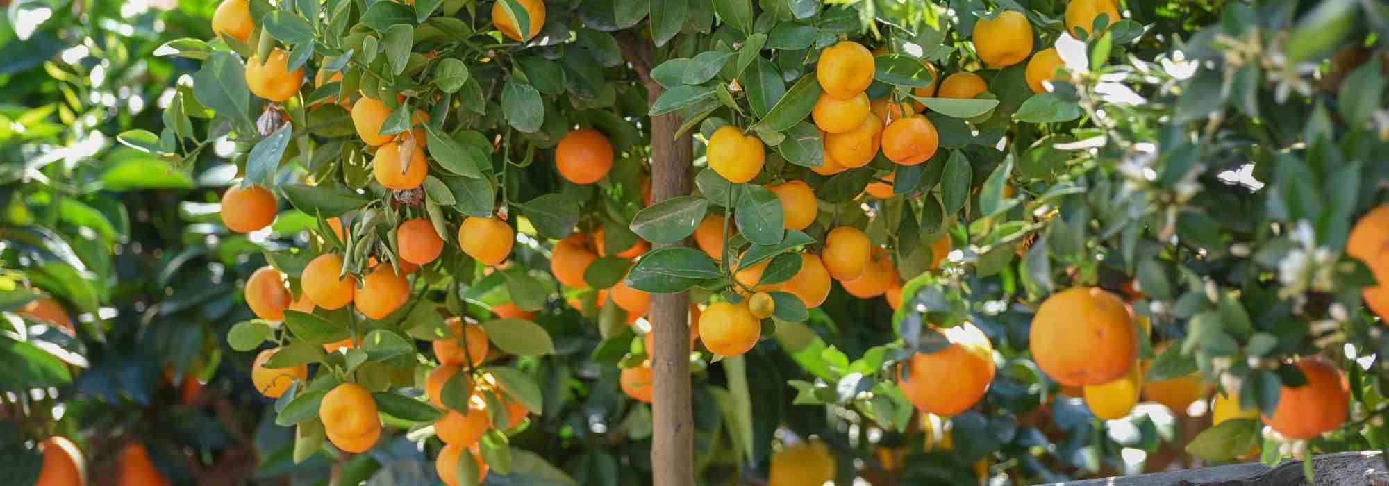 How to grow calamondin?