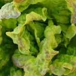 Easy-to-grow salads for beginners