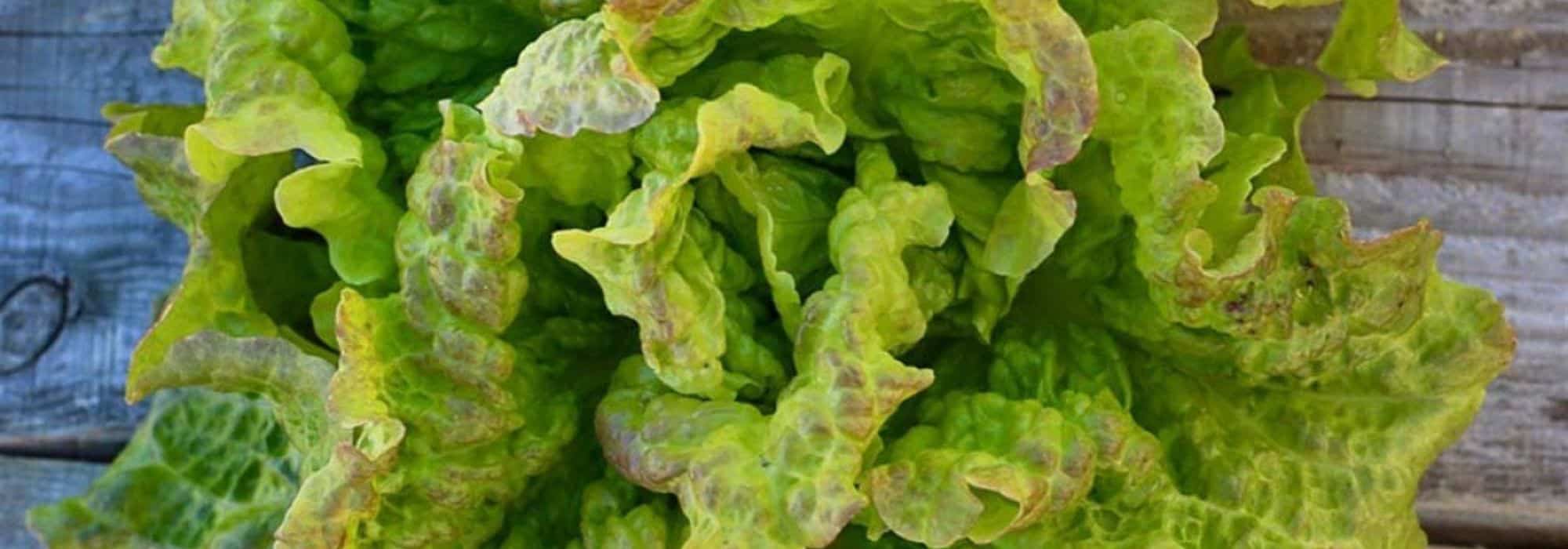 Easy-to-grow salads for beginners