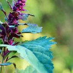 Self-seeding vegetables and herbs