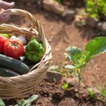 How to choose the right location for your vegetable garden?